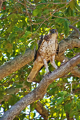 포토 JPG 해외이미지 동물 아시아 야생동물 날개 자연 조류 국립공원 사람없음 뷰티 환경 다양 보호 깃털 생태계 생물학 부리 독수리 육식동물 사냥꾼 서식지 동물상 보호구역 생태학 스리랑카 해외포토 직업 공원 교육 나라 다수 컨셉 조형물 구역 파일형식 이미지허브