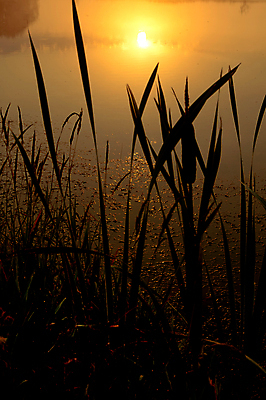 포토 JPG 해외이미지 나무 구름 실루엣 유럽 호수 모래 바다 여행 오렌지 자연 하늘 풍경 사람없음 책 빨간색 물 여름 파란색 빛 강 컬러풀 태양 반사 일출 탑 맑음 일몰 봄 새벽 저녁 베네치아 내추럴 수평선 해외포토 자연요소 식물 건축물 계절 나라 컬러 과일 날씨 촬영기법 노을 이탈리아 야간 생태계 파일형식 이미지허브