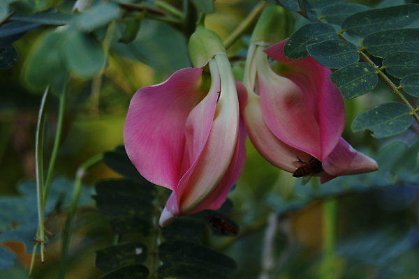 포토 JPG 해외이미지 나무 식물 전통 꽃잎 꽃 음식 백그라운드 잎 꽃무늬 채소 재료 자연 건강 사람없음 야외 빨간색 초록색 뷰티 정원 성장 벚꽃 흰색 나뭇가지 신선 그룹 닫기 허브 유기농 날것 섬유 내추럴 고립 채식주의자 해외포토 웰빙 컬러 무늬 모션 직물 생태계 채식 파일형식 이미지허브