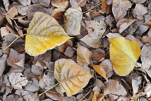 포토 JPG 해외이미지 나무 계절 공원 백그라운드 잎 자연 풍경 사람없음 빛 노란색 가을 떨어짐 숲 해외포토 식물 공공시설 컬러 컨셉 생태계 파일형식 이미지허브