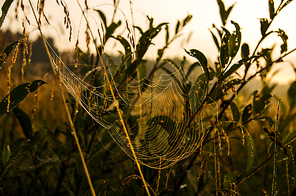 포토 JPG 해외이미지 계절 실루엣 백그라운드 밭 자연 벽지 아침 추상 풍경 사람없음 야외 여름 빛 햇빛 태양 일출 환경 맑음 침묵 일몰 새벽 가을 시골 잡기 그물 네트워크 실 실크 거미줄 질감 거미 마법 올가미 빛망울 내추럴 해외포토 주간 자연요소 곤충 무늬 농업 모션 날씨 촬영기법 노을 소리 직물 생태계 파일형식 이미지허브