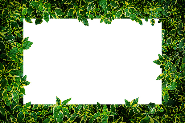 포토 JPG 해외이미지 나무 식물 템플릿 디자인 계절 종이 백그라운드 컨셉 잎 패턴 텍스트 자연 추상 아이디어 프레임 안테나 사람없음 초록색 여름 컬러풀 우주 환경 정원 공백 흰색 신선 신용카드 플랫 정상 숲 유기농 질감 레이아웃 위치 시트 내추럴 목업 그리너리 미니멀 해외포토 웰빙 컬러 무늬 통신 금융 생태계 파일형식 트랜드컬러 이미지허브