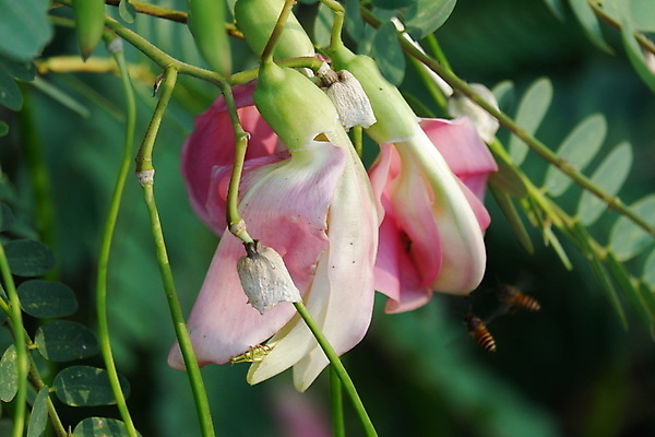 포토 JPG 해외이미지 나무 식물 전통 꽃잎 꽃 음식 백그라운드 잎 꽃무늬 채소 재료 자연 건강 사람없음 야외 빨간색 초록색 뷰티 정원 성장 벚꽃 흰색 나뭇가지 신선 그룹 닫기 허브 유기농 날것 섬유 내추럴 고립 채식주의자 해외포토 웰빙 컬러 무늬 모션 직물 생태계 채식 파일형식 이미지허브