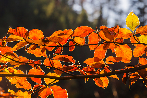 포토 JPG 해외이미지 주간 단풍 낙엽 자연 풍경 사람없음 야외 아웃포커스 가을풍경 주황색 가을 해외포토 자연요소 계절 컬러 잎 촬영기법 생태계 파일형식 가을_계절 이미지허브