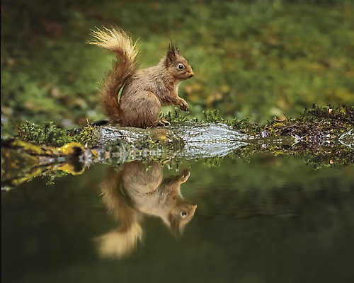 포토 JPG 해외이미지 동물 공원 야생동물 포유류 자연 생물 수염 털 사람없음 야외 목재 빨간색 초록색 물 갈색 가을 떨어짐 설치류 숲 작음 모피 먹기 호기심 꼬리 다람쥐 멸종 솜털 서식지 내추럴 삼림지대 샤워실 수유 개암 해외포토 자연요소 나무 계절 공공시설 열매 감정 컬러 컨셉 재료 모션 크기 생태계 샤워시설 파일형식 이미지허브