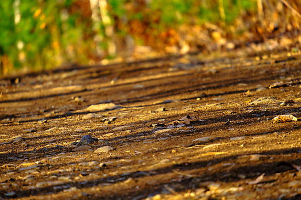 포토 JPG 해외이미지 계절 길 로우앵글 잎 자국 자연 그림자 사람없음 야외 빛 갈색 하이킹 가을 바위 황금 숲 오솔길 각도 먼지 암초 내추럴 땅바닥 해외포토 식물 뷰포인트 컬러 레저 바닥 돌_바위 생태계 파일형식 이미지허브
