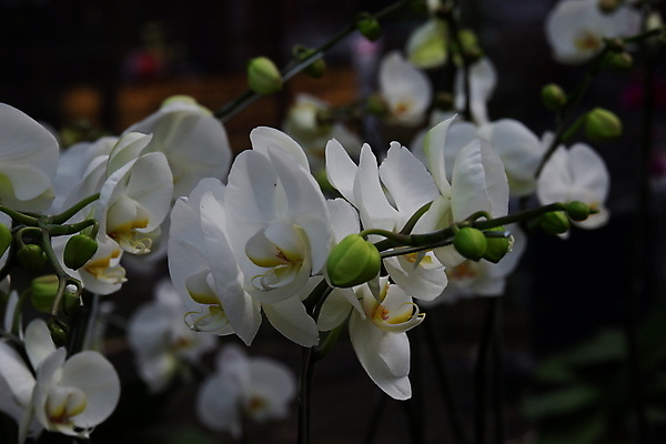 포토 JPG 해외이미지 식물 디자인 꽃잎 꽃 줄기 꽃다발 백그라운드 잎 꽃무늬 자연 선물 사람없음 장식 여름 컬러풀 뷰티 노란색 정원 봄 벚꽃 흰색 나뭇가지 신선 개화 난초 우아함 꽃집 묘사 원예 호접란 분재 나방 내추럴 고립 이국적 해외포토 나무 계절 컬러 곤충 컨셉 무늬 취미 상점 생태계 파일형식 이미지허브