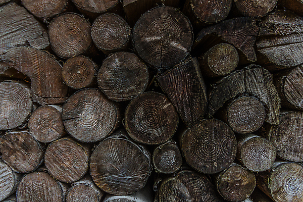 포토 JPG 해외이미지 나무 동물 계절 공원 어린이 잎 밭 자연 사람없음 목재 초록색 빛 햇빛 태양 환경 맑음 버섯 봄 에너지 성장 나뭇가지 잡지 숲 큼 장작 딱정벌레 유기농 나무껍질 자작나무 자원 산소 유지 부담 옛날 해외포토 자연요소 식물 웰빙 공공시설 컬러 곤충 농업 재료 날씨 사람 간행물 껍질 원소 크기 생태계 파일형식 이미지허브