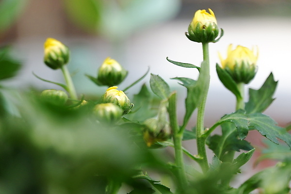 포토 JPG 해외이미지 식물 꽃 포스터 꽃다발 백그라운드 잎 꽃무늬 오렌지 자연 벽지 국화 사람없음 장식 초록색 뷰티 노란색 머리 정원 활발 들꽃 벚꽃 개화 황금 다발 심볼 원예 데이지 부드러움 그리스인 대칭 해외포토 서양인 컬러 컨셉 무늬 과일 취미 신체부위 감각 생태계 파일형식 이미지허브