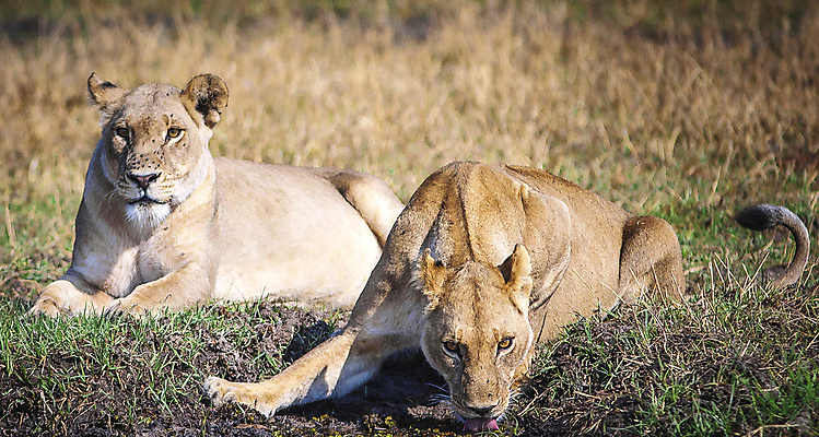 포토 JPG 해외이미지 야생동물 여행 사람없음 해외포토 동물 파일형식 이미지허브