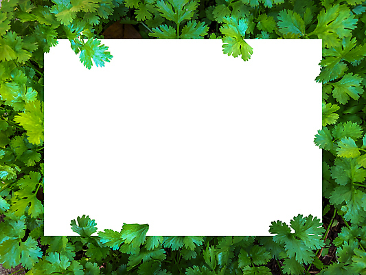 포토 JPG 해외이미지 식물 템플릿 편집 디자인 배너 종이 백그라운드 컨셉 단풍 잎 텍스트 자연 추상 아이디어 프레임 액자틀 사람없음 가로 초록색 컬러풀 우주 환경 칠판 화목 공백 가을 흰색 신선 신용카드 그림 질감 레이아웃 초대 위치 시트 직사각형 내추럴 그리너리 해외포토 도형 계절 컬러 액자 무늬 틀 금융 생태계 파일형식 트랜드컬러 이미지허브