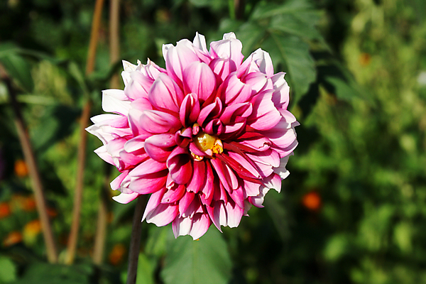 포토 JPG 해외이미지 식물 꽃잎 꽃 분홍색 잎 꽃무늬 자연 탁자 앉기 사람없음 야외 목재 초록색 장미 정원 들꽃 민들레 달리아 영원 제라늄 해외포토 나무 컬러 가구 무늬 재료 모션 생태계 파일형식 이미지허브