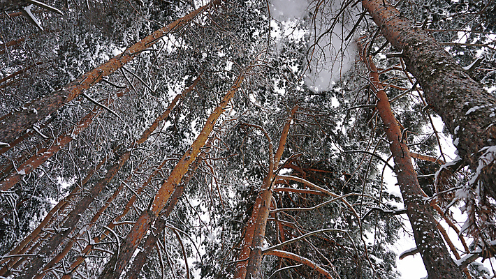 포토 JPG 해외이미지 나무 계절 공원 여행 백그라운드 크리스마스 겨울 자연 동화 날씨 휴가 새해 산 사람 풍경 사람없음 야외 목재 냉동 얼음 폭포 추위 안개 가을 흰색 소나무 숲 서리 전나무 눈보라 내추럴 카자흐스탄 폭설 눈내림 가문비나무 해외포토 자연요소 식물 공공시설 기념일 아시아 컬러 재료 눈_날씨 자연재해 생태계 파일형식 이미지허브