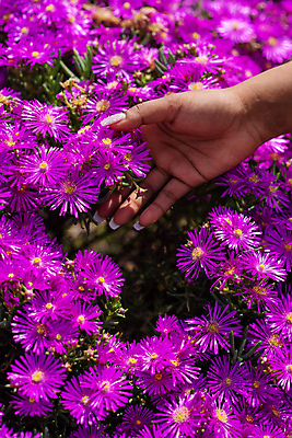 포토 JPG 해외이미지 손 여자 꽃 꽃무늬 손가락 자연 한명 사람 사람없음 야외 세로 컬러풀 뷰티 보라색 고요 터치 성장 못 향기 부드러움 아로마테라피 해외포토 식물 1 컬러 무늬 신체부위 공구 감각 생태계 냄새 테라피 파일형식 이미지허브