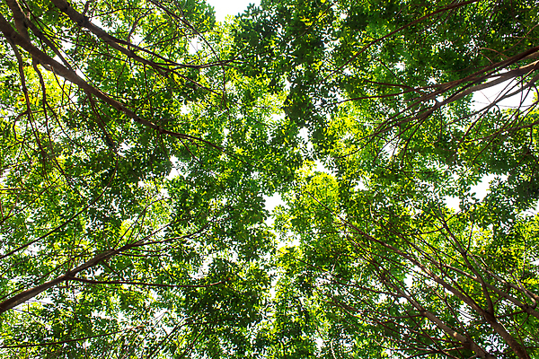 포토 JPG 해외이미지 나무 공원 길 줄기 백그라운드 잎 자연 하늘 아침 바람 날씨 왕관 사람없음 야외 목재 초록색 빛 컬러풀 햇빛 태양 마을 일출 환경 맑음 카펫 수확 안개 나뭇가지 신선 숲 그늘 복고 나무껍질 해외포토 주간 자연요소 식물 공공시설 컬러 농업 재료 노을 껍질 생태계 파일형식 이미지허브