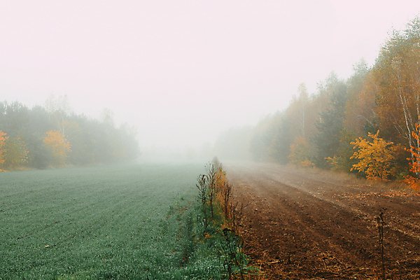 포토 JPG 해외이미지 나무 계절 밭 농업 자연 아침 날씨 풍경 사람없음 야외 가로 초록색 농경지 평화 환경 침묵 고요 습기 추위 안개 가을 시골 속도 내추럴 땅바닥 뿌연 해외포토 주간 식물 산업 컬러 컨셉 바닥 농장 소리 생태계 파일형식 이미지허브