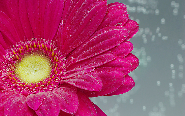 포토 JPG 해외이미지 식물 꽃잎 꽃 백그라운드 잎 자연 사람없음 장식 빨간색 물 뷰티 수중 거품 젖음 나뭇가지 신선 액체 떨어짐 이슬 빗방울 순수 싱글 상쾌 엽서 거베라 수족관 산소 소다 신맛 이산화탄소 많음 해외포토 자연요소 나무 감정 컬러 컨셉 비_날씨 원소 맛 편지 생태계 파일형식 이미지허브