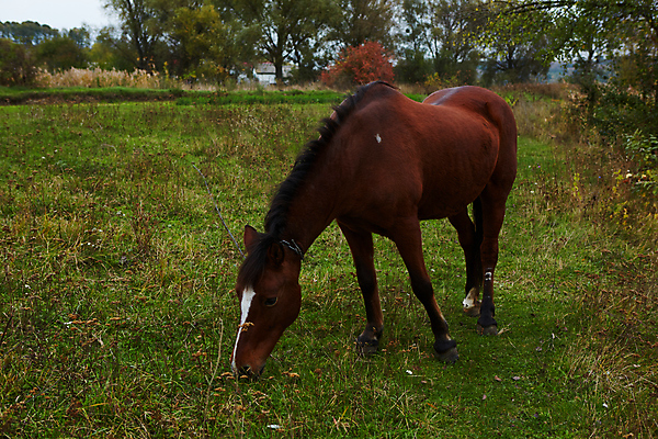 포토 JPG 해외이미지 나무 동물 음료 컨셉 밭 포유류 자연 놀이 휴식 사람없음 초록색 여름 청춘 달리기 뷰티 농장 갈색 머리 평화 맑음 만 신용카드 승마 맛 먹기 귀 갈기 단아함 요금 찰과상 해외포토 식물 계절 스포츠 컬러 농업 모션 날씨 신체부위 금융 상처 생태계 파일형식 이미지허브