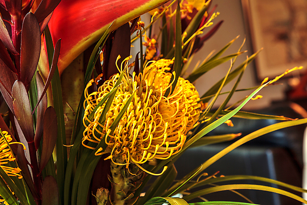 포토 JPG 해외이미지 식물 꽃 사람없음 해외포토 파일형식 이미지허브