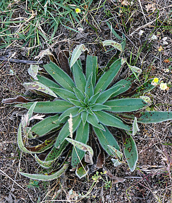포토 JPG 해외이미지 모양 식물 디자인 여행 백그라운드 패턴 자연 함께함 사람없음 야외 초록색 질감 내추럴 흥미 해외포토 컬러 컨셉 무늬 생태계 파일형식 이미지허브