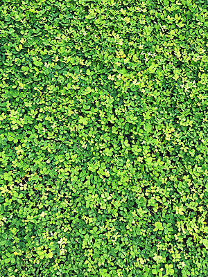 포토 JPG 해외이미지 나무 식물 디자인 계절 공원 벽 백그라운드 잎 꽃무늬 패턴 자연 벽지 추상 사람없음 야외 목재 장식 초록색 빛 환경 정원 봄 성장 신선 닫기 숲 작음 묘사 유기농 질감 내추럴 인공 많음 해외포토 웰빙 공공시설 꽃 컬러 컨셉 무늬 재료 모션 크기 생태계 파일형식 이미지허브