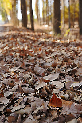 포토 JPG 해외이미지 나무 계절 공원 백그라운드 잎 자연 사람없음 빛 노란색 떨어짐 숲 해외포토 식물 공공시설 컬러 컨셉 생태계 파일형식 이미지허브