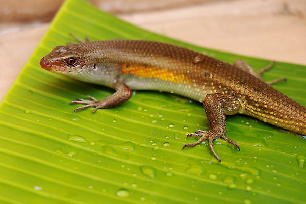 포토 JPG 해외이미지 동물 아시아 야생동물 섬 백그라운드 파충류 자연 열대 생물 동양인 사람없음 야외 초록색 물 컬러풀 태양 뷰티 갈색 노란색 머리 검은색 황무지 숲 피부 묘사 꼬리 도마뱀 발리 인도네시아 동쪽 내추럴 동물상 이국적 해외포토 자연요소 나라 컬러 인종 신체부위 조형물 방향 생태계 파일형식 이미지허브