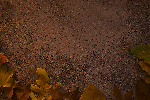 포토 JPG 해외이미지 나무 식물 계절 백그라운드 단풍 잎 텍스트 자연 표면 추상 잔디 사람없음 야외 목재 그래픽 가로 빛 갈색 노란색 환경 성장 가을 시골 죽음 역 고독 땅 허브 순수 생태계 질감 스위치 자원 대각선 내추럴 땅바닥 생태학 옛날 자금 카피스페이스 해외포토 교육 감정 선 컬러 컨셉 돈 무늬 재료 교통시설 바닥 금융 공백 파일형식 이미지허브