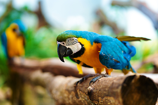 포토 JPG 해외이미지 나무 동물 척추동물 1 공원 야생동물 백그라운드 2 날개 자연 조류 동물원 사람없음 야외 빨간색 초록색 파란색 반려동물 컬러풀 뷰티 노란색 머리 활발 흰색 황금 열대우림 깃털 부리 앵무새 내추럴 강렬 동물상 이국적 잉꼬 해외포토 식물 공공시설 컬러 컨셉 신체부위 조형물 숲 생태계 파일형식 이미지허브