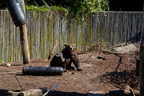 포토 JPG 해외이미지 동물 공원 야생동물 여행 곰 포유류 자연 동물원 덴마크 사람없음 야외 울타리 갈색 머리 여행객 큼 피부 거짓말 코펜하겐 해외포토 공공시설 컬러 북유럽 사람 신체부위 담장 크기 생태계 파일형식 이미지허브