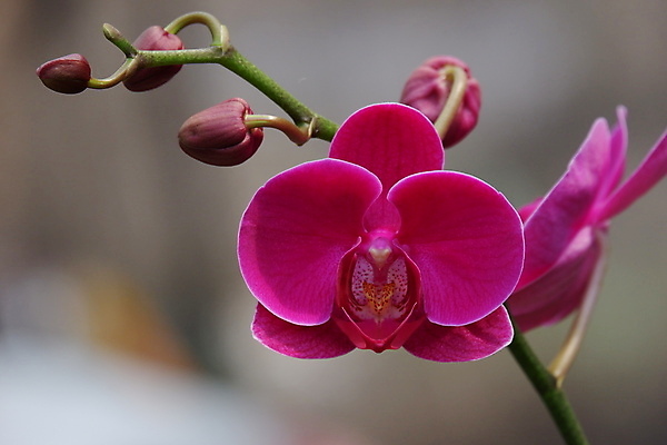 포토 JPG 해외이미지 식물 디자인 꽃잎 꽃 줄기 꽃다발 백그라운드 잎 꽃무늬 자연 선물 사람없음 장식 컬러풀 뷰티 노란색 정원 봄 벚꽃 흰색 나뭇가지 신선 개화 난초 우아함 꽃집 묘사 원예 호접란 분재 나방 내추럴 고립 이국적 해외포토 나무 계절 컬러 곤충 컨셉 무늬 취미 상점 생태계 파일형식 이미지허브