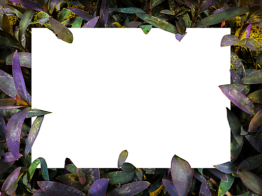 포토 JPG 해외이미지 식물 템플릿 편집 디자인 배너 종이 백그라운드 컨셉 단풍 잎 텍스트 자연 추상 아이디어 프레임 액자틀 사람없음 가로 초록색 컬러풀 우주 환경 칠판 화목 공백 가을 흰색 신선 신용카드 그림 질감 레이아웃 초대 위치 시트 직사각형 내추럴 그리너리 해외포토 도형 계절 컬러 액자 무늬 틀 금융 생태계 파일형식 트랜드컬러 이미지허브