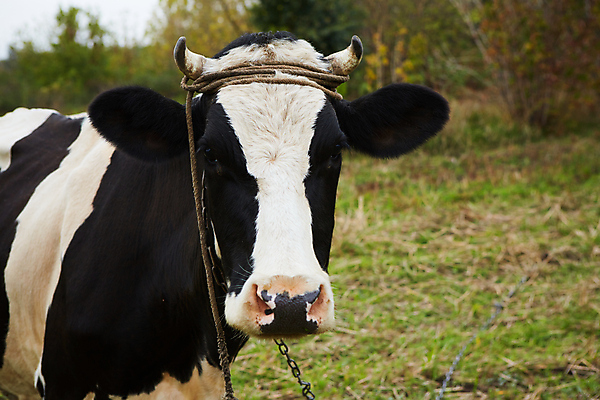 포토 JPG 해외이미지 동물 농업 포유류 자연 사람없음 농장 갈색 검은색 가축 소고기 흰색 시골 아기 소 송아지 고립 해외포토 산업 새끼 컬러 육류 사람 생태계 파일형식 이미지허브