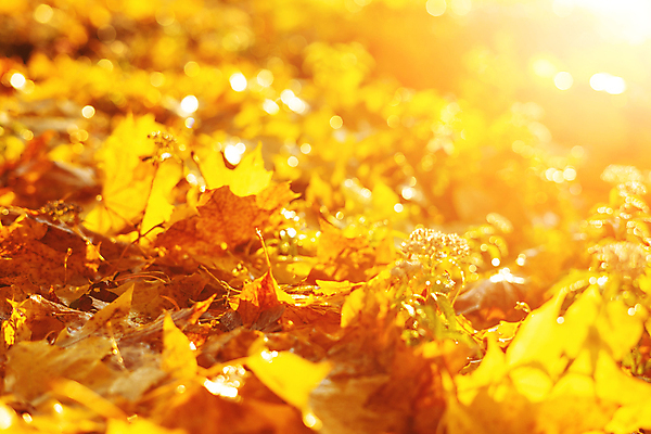 포토 JPG 해외이미지 나무 계절 공원 백그라운드 컨셉 단풍 잎 패턴 오렌지 자연 벽지 추상 프레임 건조 풍경 사람없음 야외 목재 빨간색 컬러풀 햇빛 태양 노란색 맑음 일몰 활발 덮개 가을 황금 떨어짐 숲 질감 보케 장면 내추럴 블러 해외포토 자연요소 식물 공공시설 컬러 무늬 과일 재료 날씨 노을 뚜껑 생태계 파일형식 이미지허브