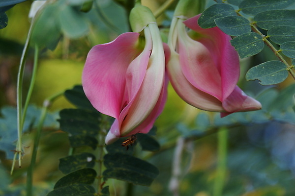 포토 JPG 해외이미지 나무 식물 전통 꽃잎 꽃 음식 백그라운드 잎 꽃무늬 채소 재료 자연 건강 사람없음 야외 빨간색 초록색 뷰티 정원 성장 벚꽃 흰색 나뭇가지 신선 그룹 닫기 허브 유기농 날것 섬유 내추럴 고립 채식주의자 해외포토 웰빙 컬러 무늬 모션 직물 생태계 채식 파일형식 이미지허브
