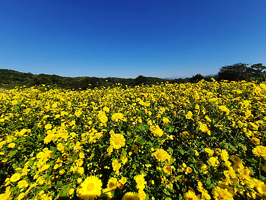 포토 JPG 해외이미지 식물 계절 꽃 밭 농업 자연 하늘 국화 사람없음 야외 장식 초록색 뷰티 농장 노란색 정원 봄 성장 벚꽃 신선 내추럴 해외포토 산업 컬러 생태계 파일형식 이미지허브