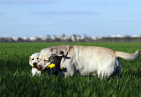 포토 JPG 해외이미지 응시 공원 행복 어린이 놀이 탁자 사람없음 반려동물 노란색 귀여움 기쁨 개 리트리버 달콤 강아지 래브라도리트리버 위치 창백 기르기 유래 해외포토 동물 시선 공공시설 감정 컬러 가구 컨셉 포유류 사람 맛 돌봄 파일형식 이미지허브