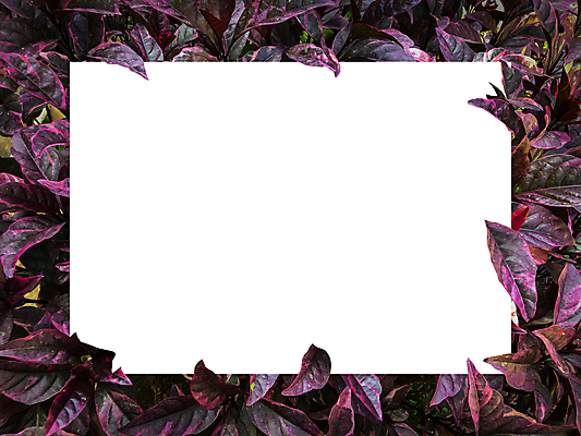 포토 JPG 해외이미지 식물 템플릿 편집 디자인 배너 종이 백그라운드 컨셉 단풍 잎 텍스트 자연 추상 아이디어 프레임 액자틀 사람없음 가로 초록색 컬러풀 우주 환경 칠판 화목 공백 가을 흰색 신선 신용카드 그림 질감 레이아웃 초대 위치 시트 직사각형 내추럴 그리너리 해외포토 도형 계절 컬러 액자 무늬 틀 금융 생태계 파일형식 트랜드컬러 이미지허브