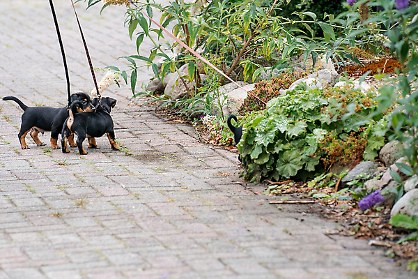 포토 JPG 해외이미지 동물 응시 꽃 행복 얼굴 새끼 밭 장난 자연 놀이 털 3 사랑 서기 잔디 사람없음 야외 초록색 여름 반려동물 갈색 머리 귀여움 정원 검은색 아기 신생아 개 달콤 강아지 작음 모피 테리어 솜털 기르기 해외포토 식물 시선 계절 감정 컬러 컨셉 농업 포유류 모션 사람 신체부위 맛 크기 생태계 돌봄 파일형식 이미지허브