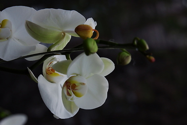 포토 JPG 해외이미지 식물 디자인 꽃잎 꽃 줄기 꽃다발 백그라운드 잎 꽃무늬 자연 선물 사람없음 장식 여름 컬러풀 뷰티 노란색 정원 봄 벚꽃 흰색 나뭇가지 신선 개화 난초 우아함 꽃집 묘사 원예 호접란 분재 나방 내추럴 고립 이국적 해외포토 나무 계절 컬러 곤충 컨셉 무늬 취미 상점 생태계 파일형식 이미지허브
