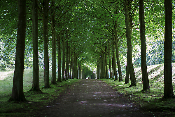 포토 JPG 해외이미지 나무 계절 공원 유럽 도로 길 잎 자연 조명 덴마크 그림자 풍경 사람없음 야외 초록색 여름 빛 햇빛 뷰티 정원 산책 궁전 숲 오솔길 내추럴 방법 해외포토 식물 공공시설 나라 컬러 고건축 교통시설 휴식 북유럽 태양 생태계 파일형식 이미지허브