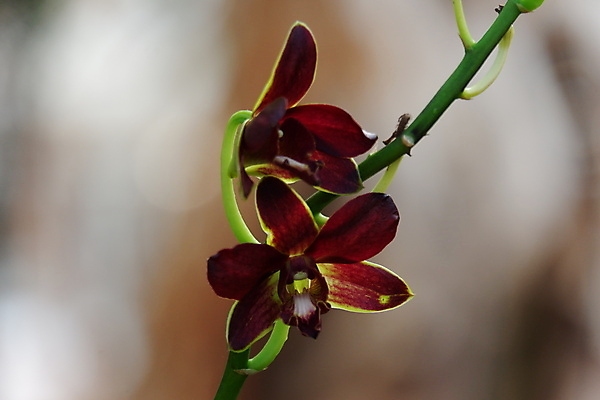포토 JPG 해외이미지 식물 꽃잎 꽃 줄기 꽃다발 백그라운드 꽃무늬 자연 사람없음 장식 빨간색 뷰티 정원 보라색 봄 활발 벚꽃 나뭇가지 개화 난초 우아함 제비꽃 순수 묘사 원예 호접란 진홍색 내추럴 고립 블러 이국적 해외포토 나무 계절 컬러 컨셉 무늬 취미 생태계 파일형식 이미지허브