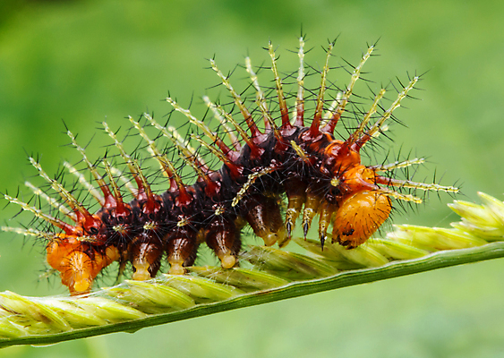 포토 JPG 해외이미지 식물 야생동물 음식 줄기 나비 곤충 자연 조류 생물 사람없음 초록색 햇빛 나뭇가지 점 변화 해충 벌레 큼 먹기 A 애벌레 기어가기 고립 꼭두각시 동물상 해외포토 나무 동물 알파벳 컬러 컨셉 모션 태양 조형물 크기 생태계 파일형식 이미지허브