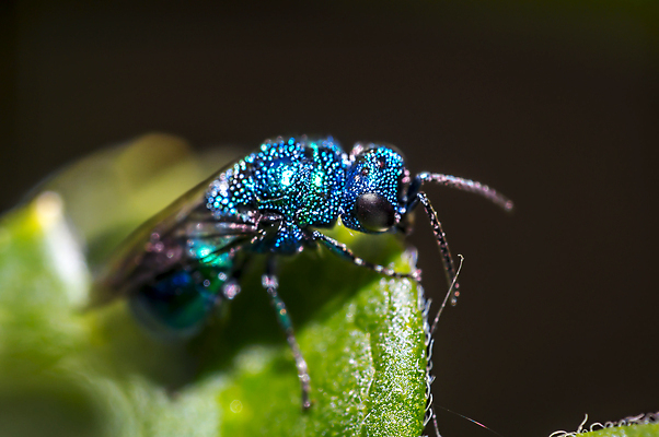 포토 JPG 해외이미지 식물 동물 꽃 야생동물 곤충 백그라운드 절지류 신체 자연 휴식 사람없음 빨간색 초록색 빛 뷰티 갈색 노란색 환경 정원 검은색 봄 줄무늬 젖음 흰색 구출 닫기 벌레 숲 딱정벌레 묘사 무당벌레 내추럴 고립 동물상 해외포토 계절 컬러 컨셉 무늬 모션 조형물 도움 생태계 파일형식 이미지허브