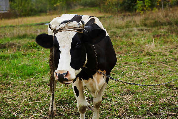 포토 JPG 해외이미지 동물 농업 포유류 자연 사람없음 농장 갈색 검은색 가축 소고기 흰색 시골 아기 소 송아지 고립 해외포토 산업 새끼 컬러 육류 사람 생태계 파일형식 이미지허브