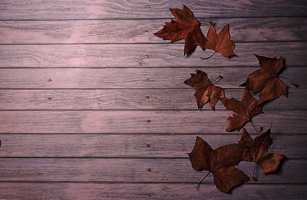 포토 JPG 해외이미지 나무 식물 계절 백그라운드 단풍 잎 텍스트 자연 표면 추상 잔디 사람없음 야외 목재 그래픽 가로 빛 갈색 노란색 환경 성장 가을 시골 죽음 역 고독 땅 허브 순수 생태계 질감 스위치 자원 대각선 내추럴 땅바닥 생태학 옛날 자금 카피스페이스 해외포토 교육 감정 선 컬러 컨셉 돈 무늬 재료 교통시설 바닥 금융 공백 파일형식 이미지허브