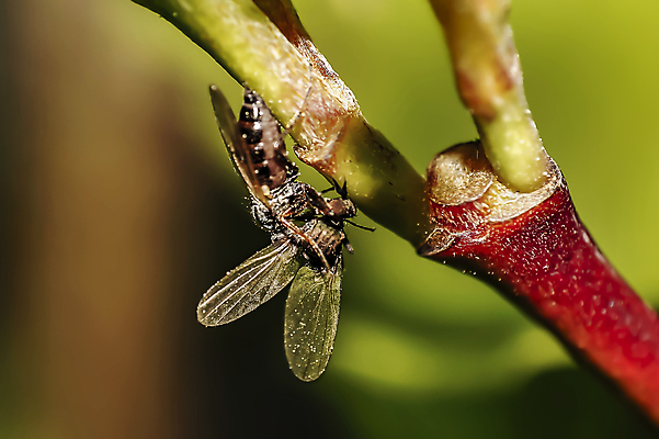 포토 JPG 해외이미지 식물 동물 꽃 야생동물 곤충 백그라운드 절지류 신체 자연 휴식 사람없음 빨간색 초록색 빛 뷰티 갈색 노란색 환경 정원 검은색 봄 줄무늬 흰색 닫기 벌레 숲 딱정벌레 묘사 생물학 무당벌레 내추럴 고립 동물상 해외포토 계절 교육 컬러 컨셉 무늬 모션 조형물 생태계 파일형식 이미지허브