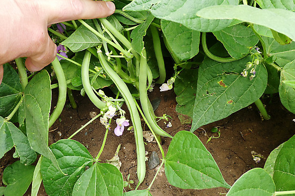 포토 JPG 해외이미지 식물 꽃 잎 농업 과일 자연 콩 씨앗 사람없음 초록색 농장 수확 성장 신선 유기농 숙성 해외포토 웰빙 산업 컬러 곡류 생태계 파일형식 이미지허브