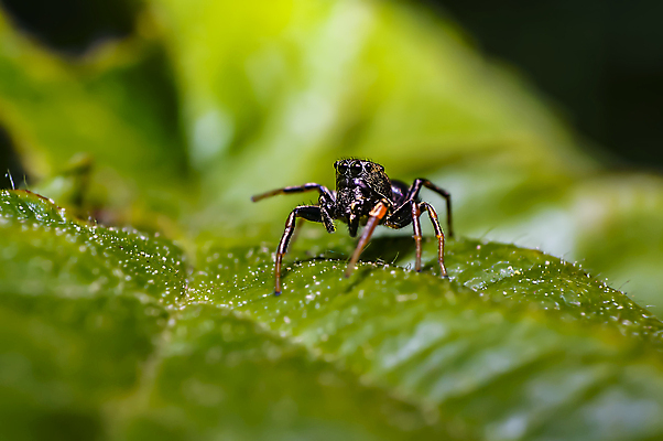 포토 JPG 해외이미지 식물 동물 꽃 야생동물 곤충 백그라운드 절지류 신체 자연 사람없음 빨간색 초록색 물 빛 뷰티 갈색 노란색 환경 정원 점프 검은색 봄 흰색 닫기 벌레 딱정벌레 묘사 생물학 무당벌레 거미 내추럴 고립 동물상 해외포토 자연요소 계절 교육 컬러 모션 조형물 생태계 파일형식 이미지허브