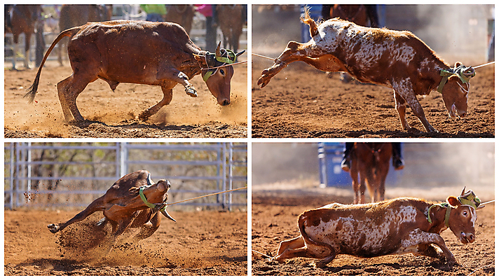 포토 JPG 해외이미지 동물 문화 밧줄 스포츠 포즈 모션 자연 사람없음 달리기 가축 경쟁 경기장 공연 운전 시골 승마 카우보이 호주 승차 익스트림스포츠 속도 황소 쇼 먼지 모음 로데오 송아지 라이더 서쪽 토너먼트 해외포토 줄 새끼 컨셉 스포츠시설 이벤트 소 오세아니아 방향 생태계 파일형식 이미지허브